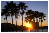 Palm trees at sunset in Miami